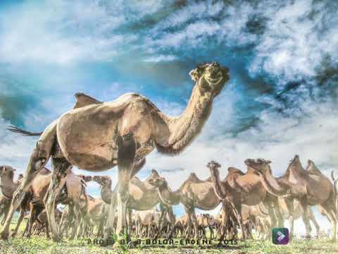 Видео: 26.Тэмээ...