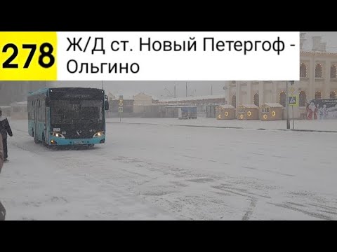 Видео: Автобус 278. Ж/Д ст. Новый Петергоф - Ольгино