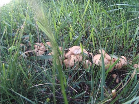 Видео: ОПЁНОК ЛУГОВОЙ ИЛИ ЛЕТНИЙ/САМЫЙ ВКУСНЫЙ ИЗ ОПЯТ ПОЖАРЕНЫЙ