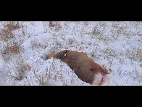 Видео: Загонная охота на Сибирскую Косулю,удачно 👍👍👍👍👍!!!