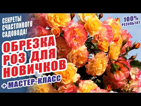 Видео: ОБРЕЗКА РОЗ ДЛЯ НОВИЧКОВ. ОБРЕЗКА ШРАБОВ. ОБРЕЗКА РОЗ ОСЕНЬЮ. ОСЕННЯЯ ОБРЕЗКА РОЗ. РОЗЫ В САДУ.