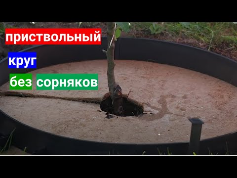 Видео: В приствольном круге сорняки? Их больше не будет!