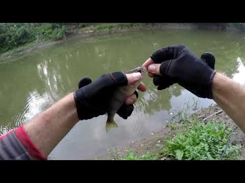 Видео: РІКА-ЛАТОРИЦЯ-МАЛЕНЬКА-АМАЗОНКА-(ЧАСТИНА-2)