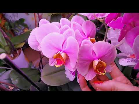 Видео: Обзор новых орхидей в маркете плюс домашнее видео.