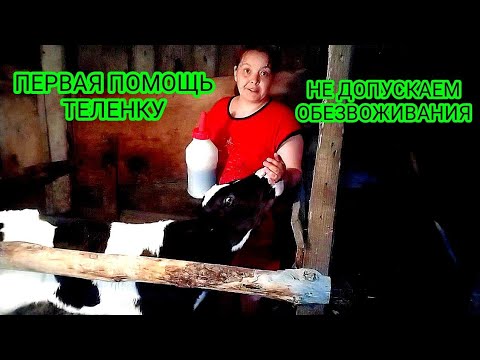 Видео: ПОНОС У ТЕЛЕНКА. ОТ ЭТОГО НАСТОЯ ПОНОС ПРОЙДЕТ ЗА СУТКИ!