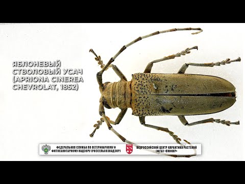 Видео: Яблоневый стволовый усач (Apriona cinerea Chevrolat, 1852)