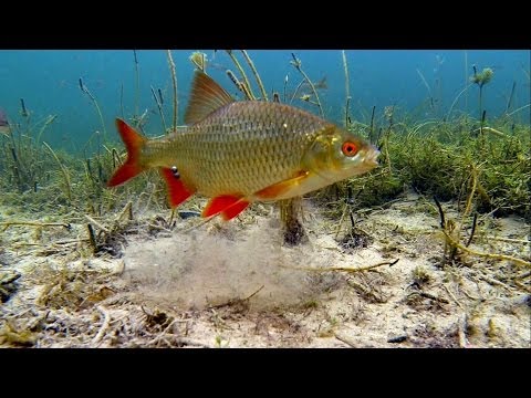 Видео: Rare: winter float fishing wt underwater camera. Зимняя рыбалка на опарыши, поплавок.