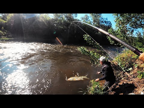 Видео: ДВА РЕКОРДА ЗА ОДНУ РЫБАЛКУ НА МАЛОЙ РЕКЕ || Спиннинговая рыбалка на Голавля и Жереха