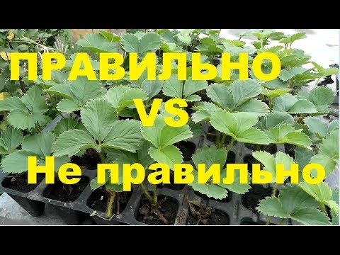Видео: Как правильно садить кассетную рассаду клубники.