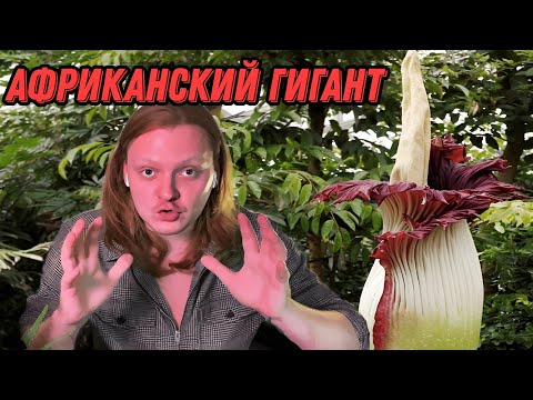 Видео: Редкое комнатное растение Аморфофаллус.Уход и особенности.