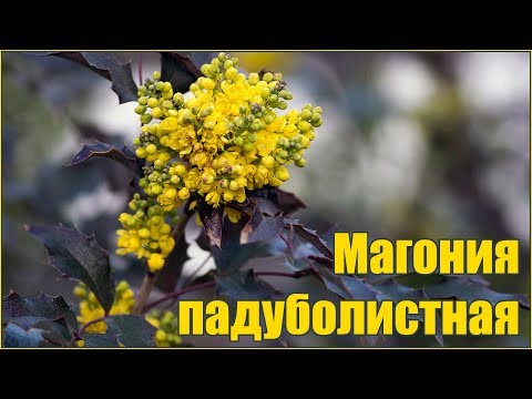 Видео: Магония падуболистная - размножение семенами - стратификация и посадка