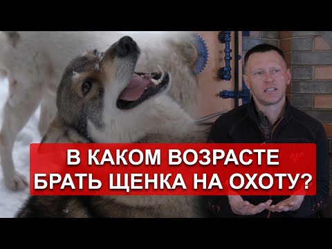 Видео: Когда же брать щенка на охоту? Кто лучше работает сука или кобель?