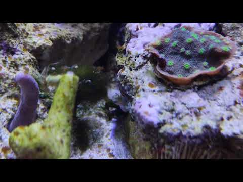 Видео: Мизиды в морском аквариуме.