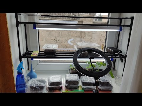 Видео: #квіти Як я організувала освітлення полички на підвіконні. Ще трішки  про ЕУСТОМИ.