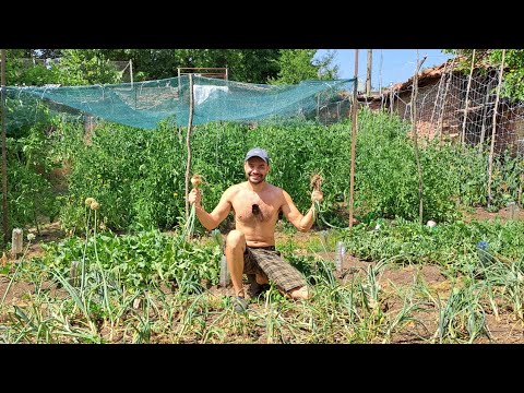 Видео: САМ НА СЕЛО: Тайният начин на мислене на ЩАСТЛИВИТЕ ХОРА I Ден от живота