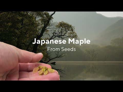 Видео: Семена японского клёна — сбор и стратификация для весенней посадки
