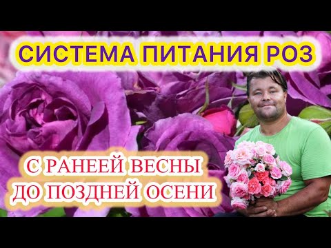 Видео: Какие удобрения и когда нужно использовать для подкормки роз с ранней весны до поздней осени
