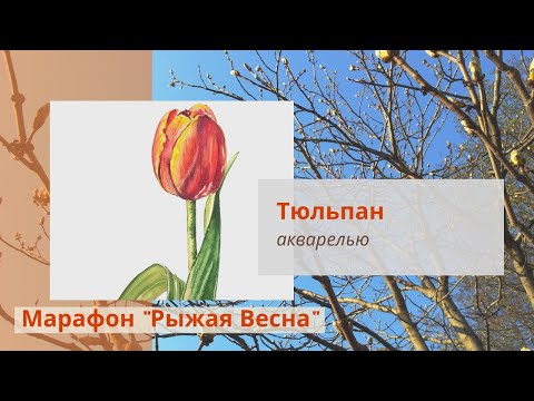 Видео: Рисуем акварелью тюльпан. Онлайн урок рисования.