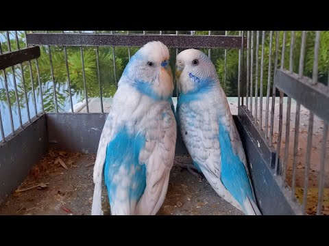 Видео: Namangan RMK qush bozori popugay bozori Qudrat Qushchi в прямом эфире!