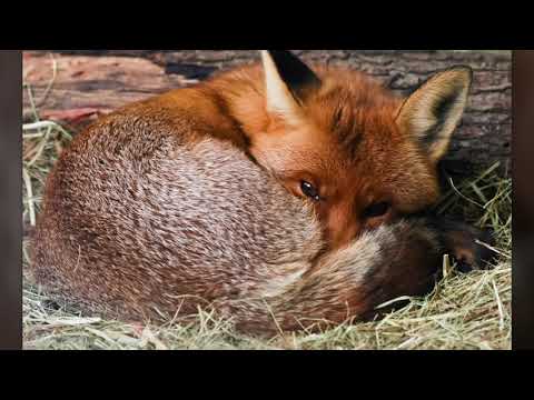 Видео: Приключенията на Лиско - Сънища