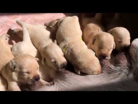 Видео: щенки лабрадора 2-3 неделя жизни