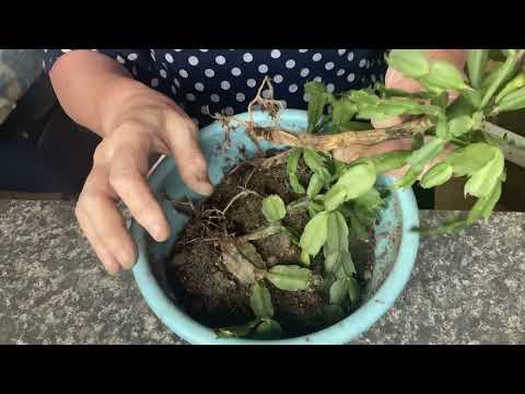 Видео: Спасаю кактус Шлюмбергера (декабрист)
