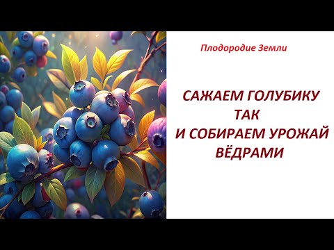 Видео: Эксперимент с посадкой голубики. Мой метод №544/24