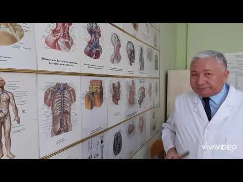 Видео: Бас пен мойын веналары. Жоғарғы және төменгі қуыс веналар. Қақпа венасы. Лимфа жүйесіне жалпы шолу
