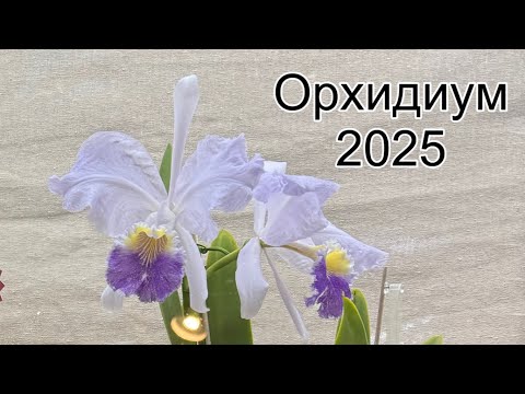 Видео: Орхидиум 2025 || Такого разнообразия растений Вы не найдете ни где 😍 || Обзор выставки