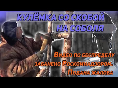 Видео: Кулёмка со скобой на соболя.
