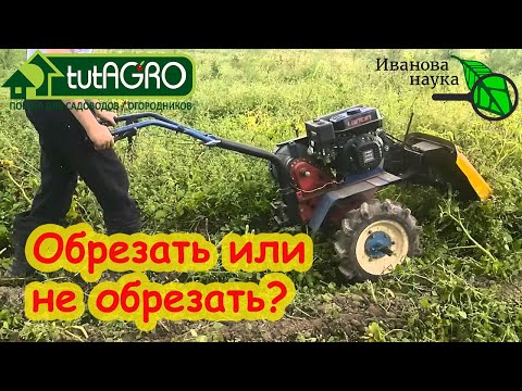 Видео: КАРТОФЕЛЬ ПЕРЕД УБОРКОЙ: обрезать ли ботву у картофеля? Что дает обрезка ботвы? Что вместо обрезки?