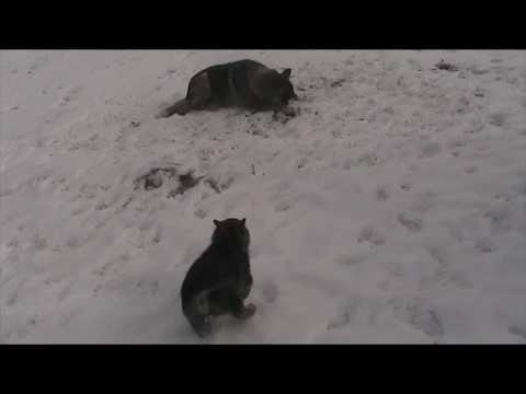 Видео: Гибрид лайки с волком