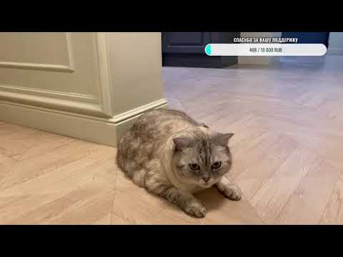 Видео: Добрый вечер