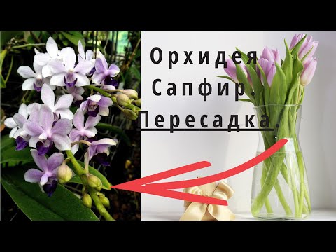 Видео: Орхидея Сапфир  Пересадка