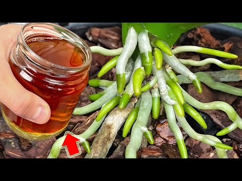 Видео: Налейте 1 стакан в корень! Слабая орхидея внезапно ожила с сотнями новых корней!