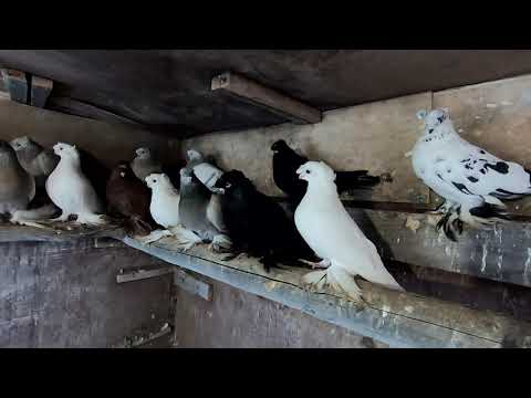 Видео: Голуби двухчубые.В гостях у Михайловича