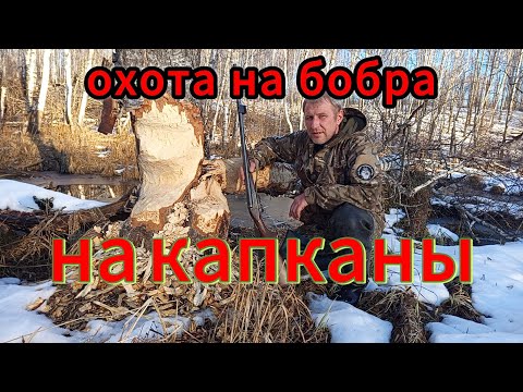 Видео: Охота на бобра такого не кто не ожидал