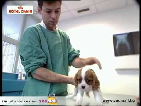 Видео: Royal Canin: Добрата хигиената на кучетата. [zoomall.bg] BG
