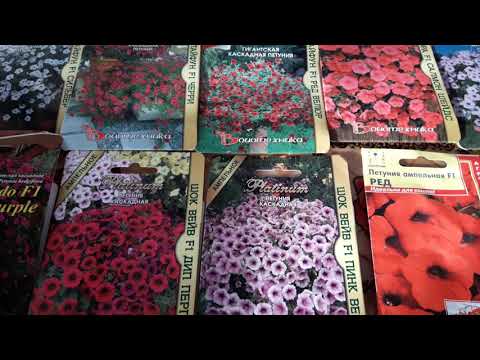 Видео: Какие петунии я буду сажать в 2019г.