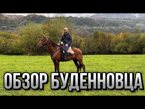 Видео: Жеребец, который удивил. Будённовская порода | Александр Обжерин