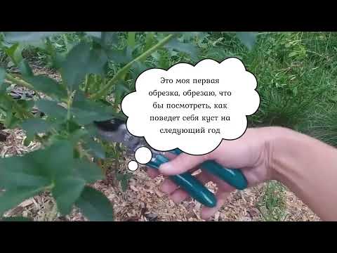 Видео: Летняя обрезка голубики. Сорт Река