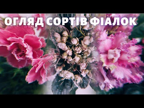 Видео: Огляд сортів