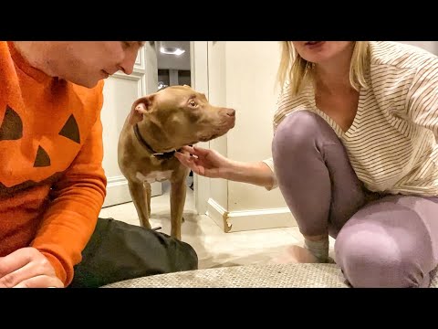 Видео: Джина в гостях у Кати. Познакомилась с кабаном. Подралась с кане корсо и…