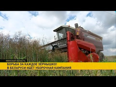 Видео: Как идёт подготовка к уборочной в агрогородке Крупица?