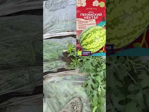 Видео: 22.06.25г Арбузы, Оранж Кинг ,сармат ,эль уафи,чарльстон грей,скиф,Майбах,топ Ган , атаман