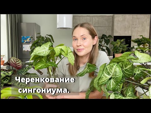 Видео: Черенкование Сингониума. Когда лучше черенковать?