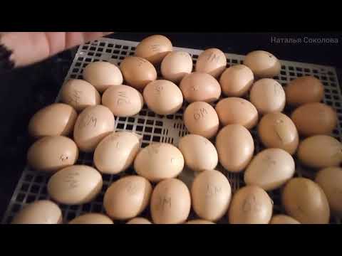 Видео: И вот он настал, 20 день инкубации в пластиковом механическом инкубаторе. Вылупление цыплят началось