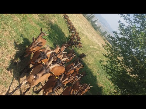 Видео: добрый день всем любителям природы ❕#работа #goatfarming #nature #goat #goathusbandry #красота