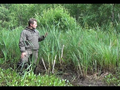 Видео: Рогоз. Доступная еда в природе.