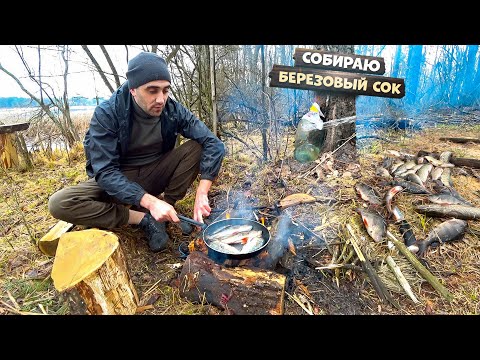 Видео: Собираю Березовый сок. Портят лагерь. Поставил сеть. Жарю окуней и карасей